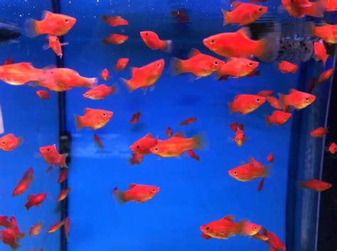 紅球魚水溫|紅球魚(2～3公分)一組10隻 